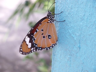 butterfly hanging on white cement wall