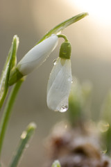 Snowdrop flower