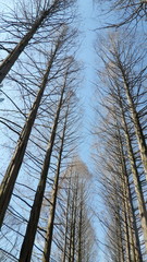 pine tree on Nami island in Korea