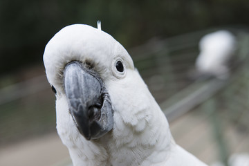 Primer plano de una cacatúa blanca australiana