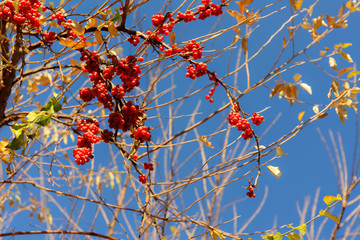 branches with ripe red berries