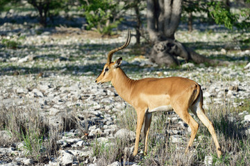 Brown impala, Namibia