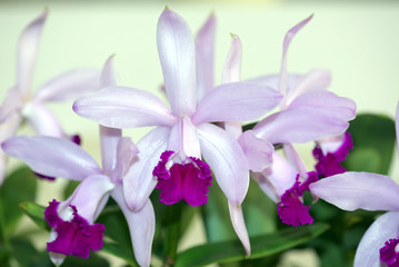 Cattleya intermedia 'Oriata Tain'