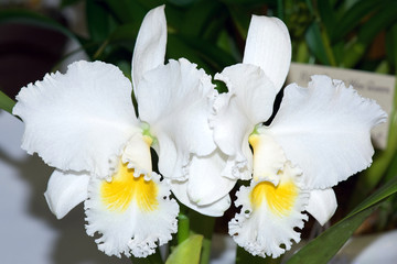 Cattleya 'Spring Cloud' hybrid orchid