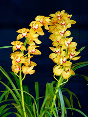 Yellow and red cymbidium hybrid orchid on display