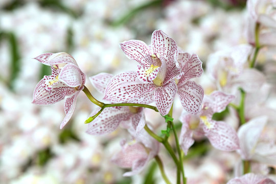 Fototapeta Cymbidium Enzan 'Knuckle' hybrid orchid