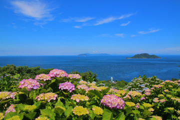 アジサイと豊後水道