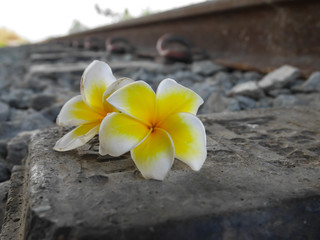Two plumeria flower on old railway