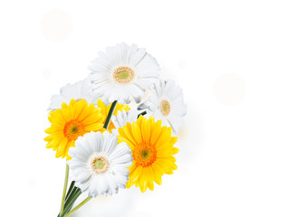 Gerber Daisy, isolated on white background