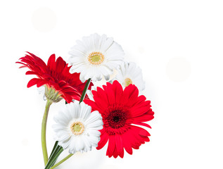 Gerber Daisy, isolated on white background