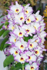 Naklejka na ściany i meble Hybrid 'nobile' type dendrobium orchidd