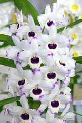 Dendrobium (Pure Heart x Asian Smile) 'Paula' a 'nobile' type dendrobium orchid