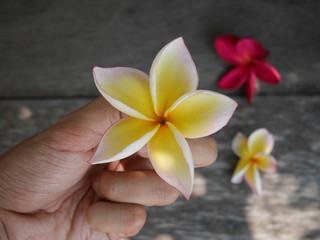 Beautiful plumeria flower on hand