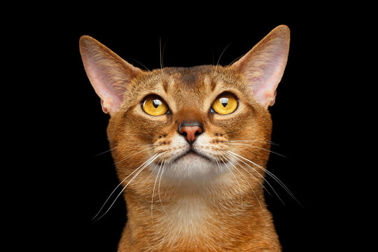 Closeup Portrait of Funny Abyssinian cat Looking Up Isolated