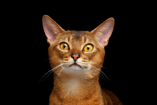 Closeup Portrait of beautiful Abyssinian cat Isolated on black
