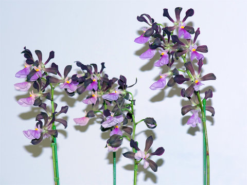 Encyclia cordigera 'Sweet Love' a hybrid orchid 