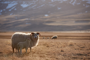 Obraz premium iceland sheep portrait