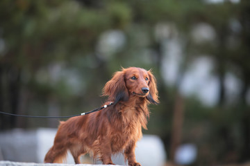 かっこいいダックスフンド