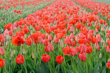 Fototapeta premium field with red tulips