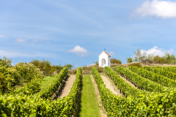 Fototapeta na wymiar wayside near Hnanice with vineyard, Southern Moravia, Czech Repu