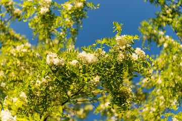 Fototapeta na wymiar Acacia tree blossoms