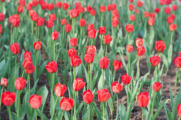 tulipany