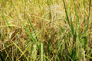 Field of Thai rice with ears of rice. The field is in rural of Thailand, Southeast Asia.