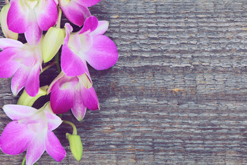 Pink orchid flowers