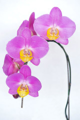 Phalaenopsis OX Yellow Lip hybrid orchid