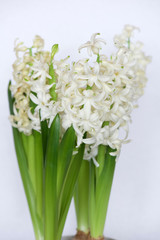 Obraz premium White hyacinth bulbs in bloom