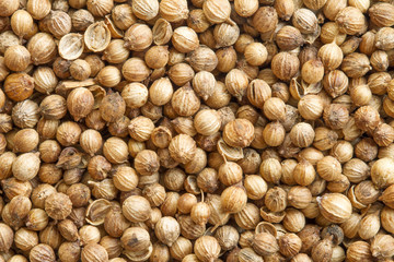 Background of dried coriander seeds