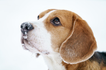 sad beagle dog outdoor portrait walking in snow