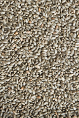 Sweet basil seed background