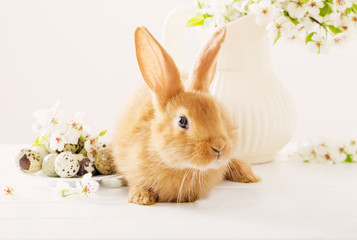 Red rabbit with Easter eggs on white background