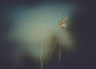 Spider Web Macro Filtered