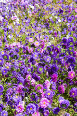 flowerbed of asters