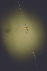 Spider Web Macro Filtered