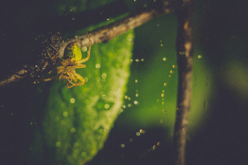 Spider Web Macro Filtered