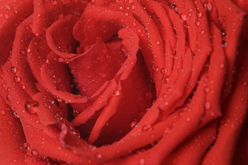 wet bright red rose close up shot