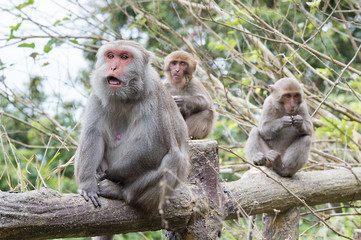 Naklejka na ściany i meble Formosan macaques look into the distance