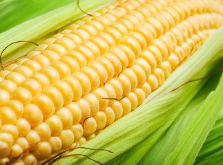 corn cob