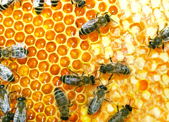 Working bees on honeycomb