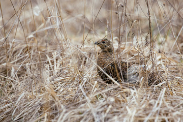 partridge on field (perdix perdix)