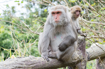 Naklejka na ściany i meble Formosan macaques look into the distance