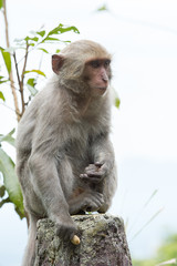 Formosan macaques look into the distance