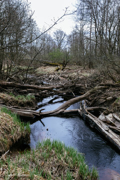 fallen trees in the river in spring forest