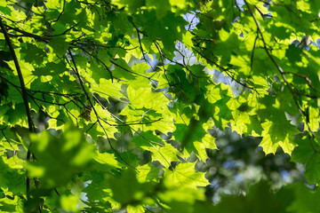 Fototapeta na wymiar Sunny Green Maple Leaves