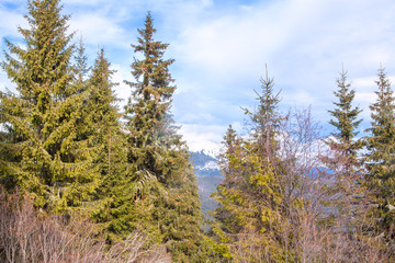 Fototapeta na wymiar fir trees in the mountain