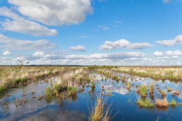 blue sky reflected in swamp water