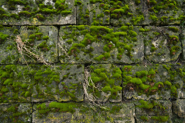 a wall of limestone, covered with moss